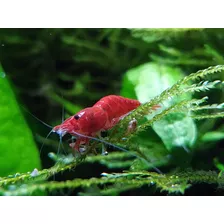 Camarones Cherry (envios) Gambas Camaron