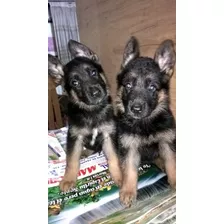 Cachorro Pastor Alemán, Solo Hembras.