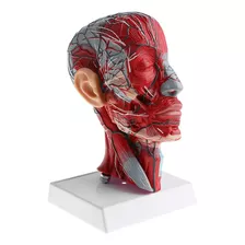 Modelo De Maniquí De Cabeza Humana Con Nervio Vascular De