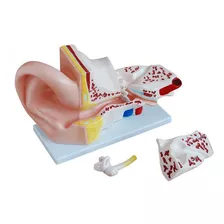 Modelo Orelha E Ouvido Humano Médio 2 Partes - Anatômico