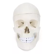Cráneo Humano - Modelo Anatómico Desmontable Premium 