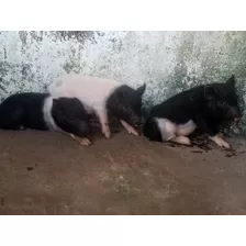 Cerditos Minipig 