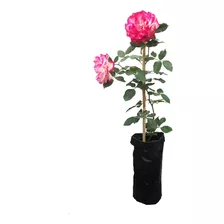 Rosal Trepador Planta Arbusto Flor Rosas Jardín