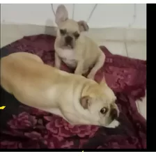 Me Ofrezco Como Cuidadora Canina De Viernes A Lunes