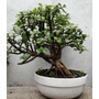 Segunda imagen para búsqueda de arbol bonsai