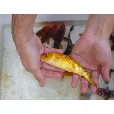 Carpas Koi Surtidas Muy Buenas Para Estanque 6 A 7 Cm 