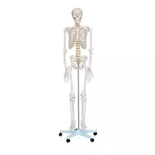 Esqueleto Humano Maqueta De Anatomia Biologia 180cm