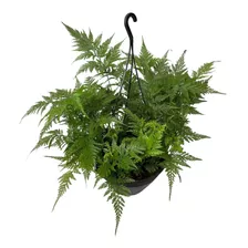 Planta Samambaia Renda Francesa Rara Cuia 21 Pendente Decor