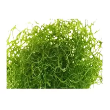 Alga Chaeto Para Acuario Marino 1000ml + Envío Gratis