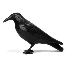 Cuervo Raven Ahuyenta Espanta Palomas Pajaro