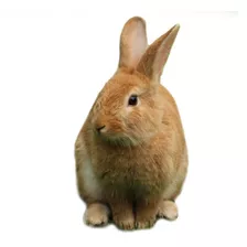 Criadero De Conejos Gazapos Para - Unidad a $90000