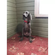 Suntuosoweimaraner Prestigio Weimaraner Únicos