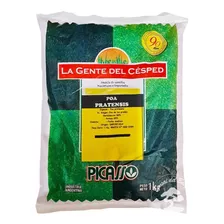 Semilla Cesped Pasto Picasso Poa Pratensis Bluegrass 1kg