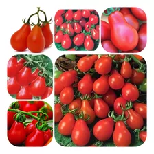 140 Sementes De Tomate Pêra Red Peer Vermelho.