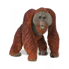 Safari 112289 Bornean Orangutan
