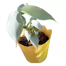 Philodendron Hastatum Silver