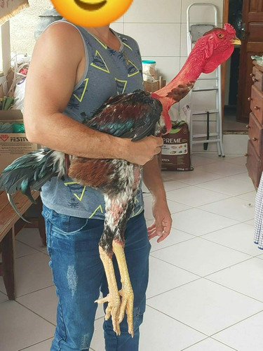 Ovos Galados De Índio Gigante E Polaco Gigante