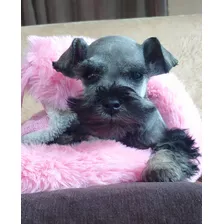 Cachorros Schnauzer, Entrega En Todas Las Provincias 