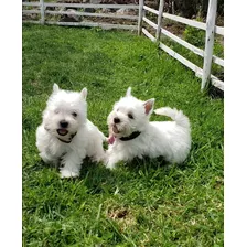 Hermosos Westy Terrier Puppies 