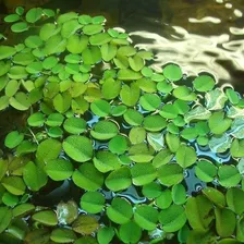 Planta Acuática Flotante Natural Acuario Estanque Salvinia N