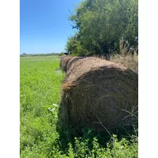 Rollos De Avena Semillada En Capilla Del Señor