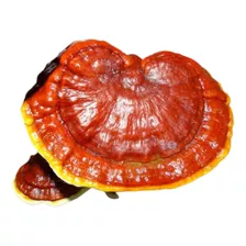 Ganoderma Extracto Atomizado Micropulverizado 1 Kg.