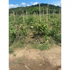 Finca En Bonao Cerca De Río Yuboa