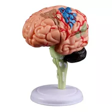 Modelo 4d De Cérebro Humano Montado