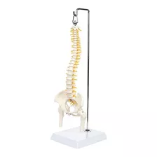 Columna Vertebral Humana De 45 Cm Con Pelvis Modelo Flexible