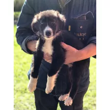 Cachorros Border Collie 100% Raza Pura