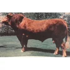 Semen Bovino - Limousin