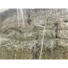 Pacas De Avena Con Grano