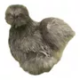Primera imagen para búsqueda de gallinas japonesas sedosas