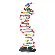 Estructura Adn Modelo Anatómico Para Ciencias