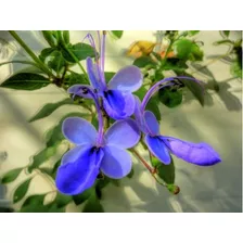 100 Sementes De Flor Borboleta Azul