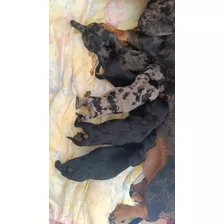 Filhotes De Dachshund