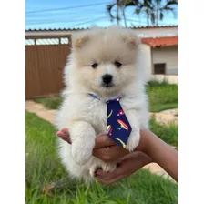 Cachorro Spitz Alemão