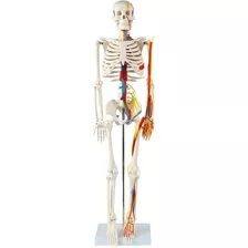 Esqueleto 85 Cm Nervios Sistema Circulatorio Modelo Anatomía