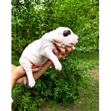 Cachorros Dogo Argentino Exelente Linea De Sangre 