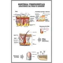 Poster Anatomia Da Pele 65x100cm Sistema Tegumentar - Decoração Dermatologista - Plastificado - Para Sala Consultório - Cabelo Pelo - Pele - Unhas