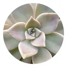 2 Mudas Suculenta Graptopetalum Paraguayense Fantasma