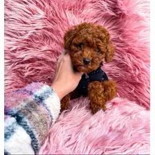 Caniche Rojo Pimentón Fotos Reales Originales Del Cachorro 