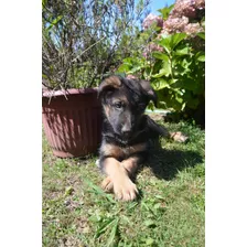 Perros Cachorros Pastor Alemán