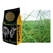 Sementes Braquiarão 20kg Brizanthão Pastagem Resistente