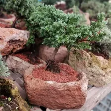  2 X Bonsai Enebro Junipero Envio Incluido