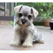 Cachorros Schnauzer, Esnauser. Tamaño Mini