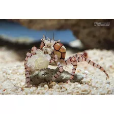 Cangrejo Pom Pom Invertebrado Marino