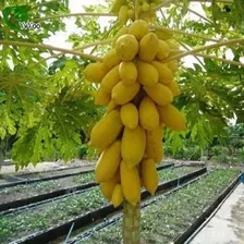 10 Sementes Mamão Tailandês Anão Golden Da Fruta C/ 1 Metro