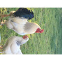Segunda imagen para búsqueda de gallinas brahma