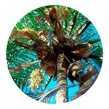 5 Mudas De Guariroba Palmeira Gueroba - Riqueza Do Cerrado